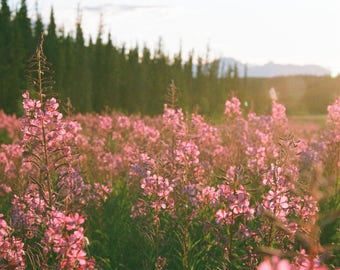 Fireweed photo taken from film negative