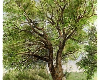 Our Lady of Hubages century oak