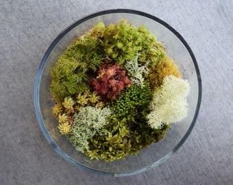 Fresh Live Moss Variety Pack! (Terrarium Assortment Pack)