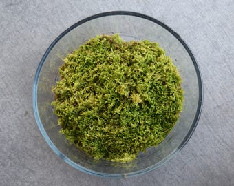 Live Hypnum Moss (For Terrariums, Floral Crafts)
