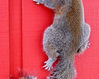 taxidermy stuffed squirrel