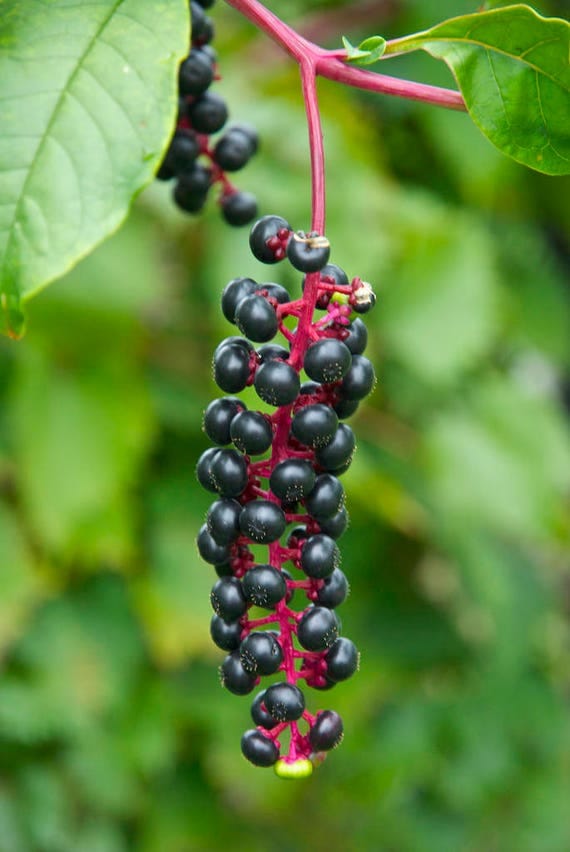 American Pokeweed Phytolacca americana 50 Seeds