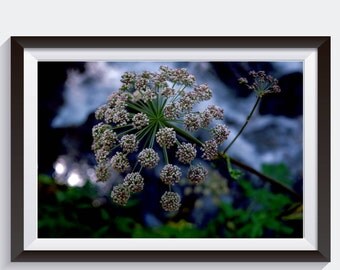Photo for Download - Beautiful Macro of Mountain Flower with abstract background - - Desktop Background