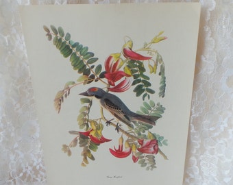 Audubon Bird Prints Vintage Art Decor Audubon Bird Prints Vintage Art Decor