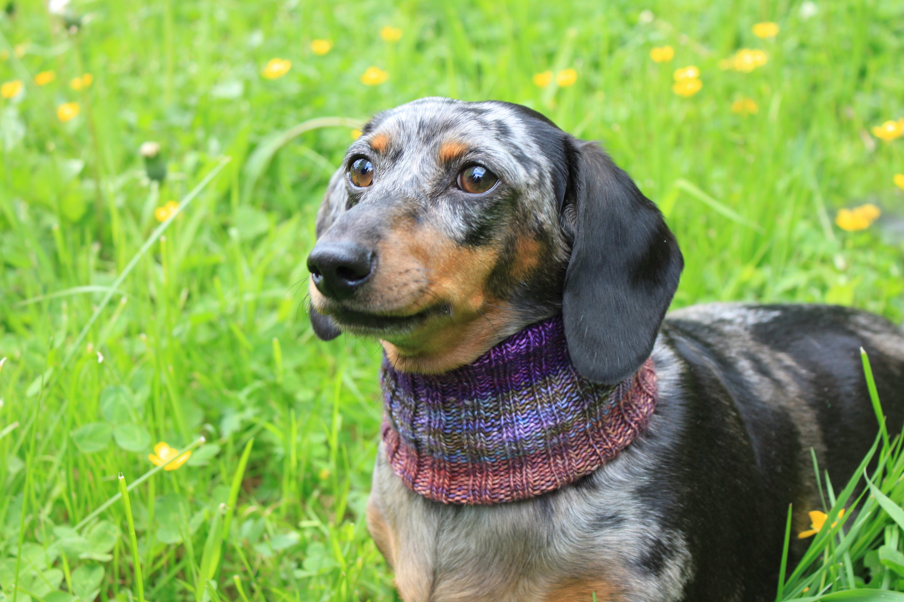 Knitting Pattern Dachshund Neck Warmer dog cowl wiener dog