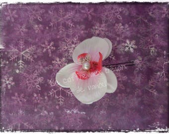 Peak bun Orchid with White Pearl