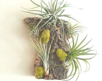 Vertical Wall Tillandsia Garden, 5 Air Plants Mounted on Cork Bark With Moss