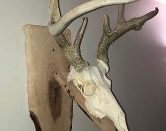 Skull Mount Plaque 