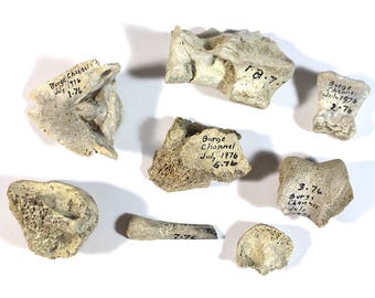 fossilized bone fragments