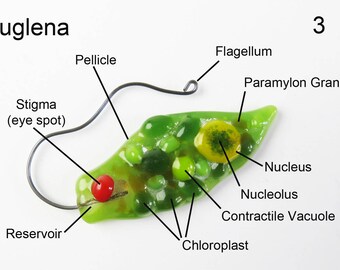 Euglena Fused Glass Protozoan Pendant magnet brooch ornament