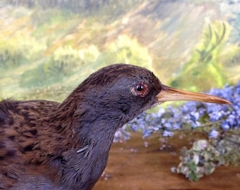 ON SALE Vintage Taxidermy Bird