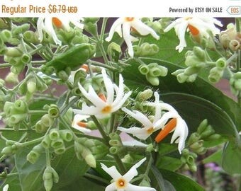 5 seeds Coral Jasmine Hummingbirds Butterflies Love- Fragrant White Flowers Easy Grower Tropical Perennial Nyctanthes arbor tristis