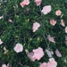 sydneygn