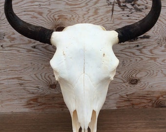 Cow Skull El Toro Cow Skull Bison Skull Animal Skull