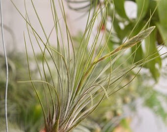 LARGE Air Plant Tillandsia Juncea, Hanging Air Plant, Airplant, Himmeli Air Plant, Airplants, Wholesale Air Plants In Bulk, Indoor Plants