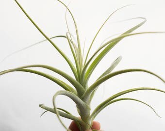 LARGE Air Plant Tillandsia Straminea Bush, Hanging Air Plant, Terrarium Plants, Succulent, Himmeli Plant Air Plants For SALE Bulk Air Plants