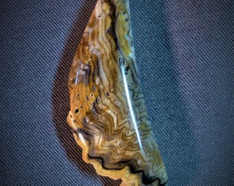 Hells Canyon Petrified Wood Cabochon