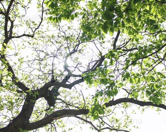 Sunshine digital download Nature photography Tree branch Green foliage Summer picture Greenery Gift for coworker Gift for best friend gift