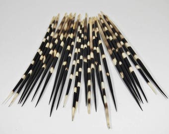 Large African Porcupine Quills - Set of 10