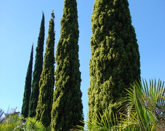 LIVE Italian Cypress Tree Seedling Starter Plug 3-5+ Inches Cupressus sempervirens - Mediterranean Cypress, Tuscan Cypress