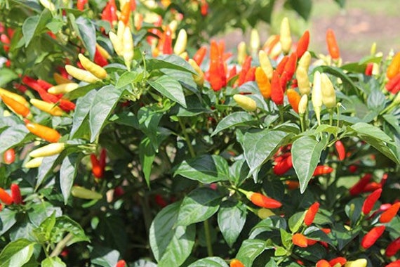 Rare Florida Grove Pepper Firecracker Seeds FREE