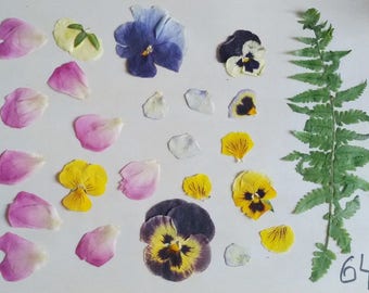 floral supplies dry herbs flower petals diy projects pressed leafs/for/craft green fern oak leafs purple petunia fairy kit pressed flower э1