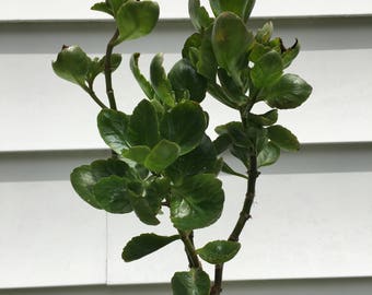Kalanchoe (Blossfeldiana)