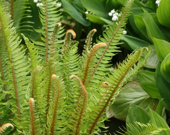 Western Sword Fern Polystichum munitum