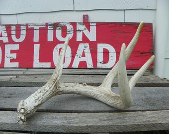 Primitive Rustic • No. 005 Real Whitetail Buck Deer Antler | Farmhouse Chic Shabby Cabin Farm Ranch Style Distressed Weathered Nature | USA