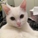 Kat