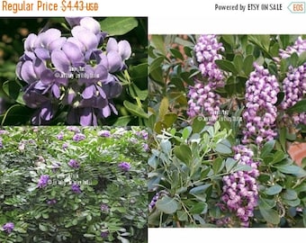 10 Seeds Mountain Laurel Tree Lavender Blooms Sweet Aroma of Spring Small perfect for container Bonsai standard Sophora secundiflora