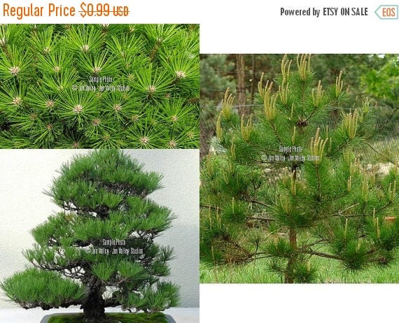 15 Seeds Japanese Red Pine Tree Bonsai or standard gardening