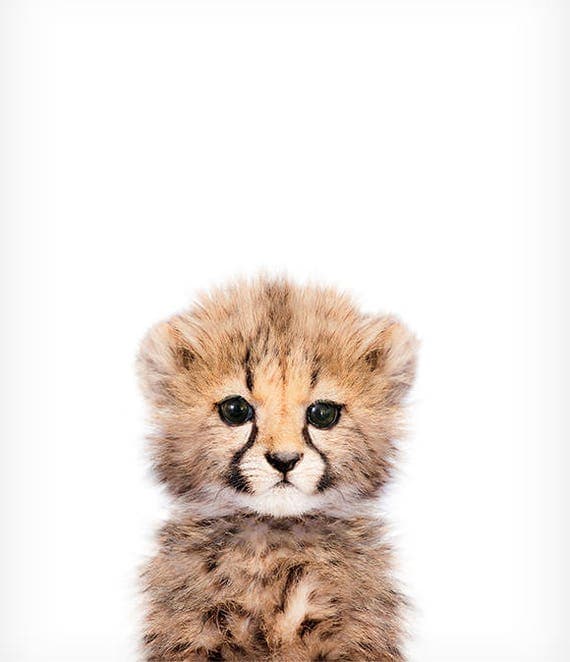 Download Baby cheetah print Safari nursery art Baby animal wall art