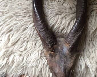 Cornes d’antilopes Vintage, taxidermie française, antiquité collection, vintage antique french taxidermy