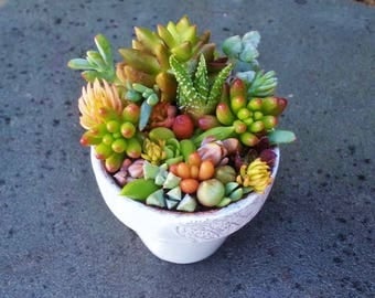 Live Succulent Live Plant Arrangement Centerpiece Fairy Garden Terrarium Rare Colorful Succulents Clay Pot
