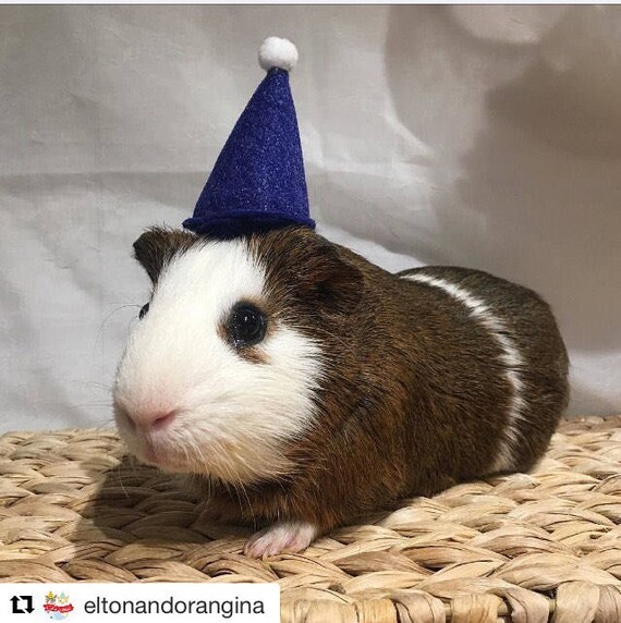 Guinea Pig Party Hats