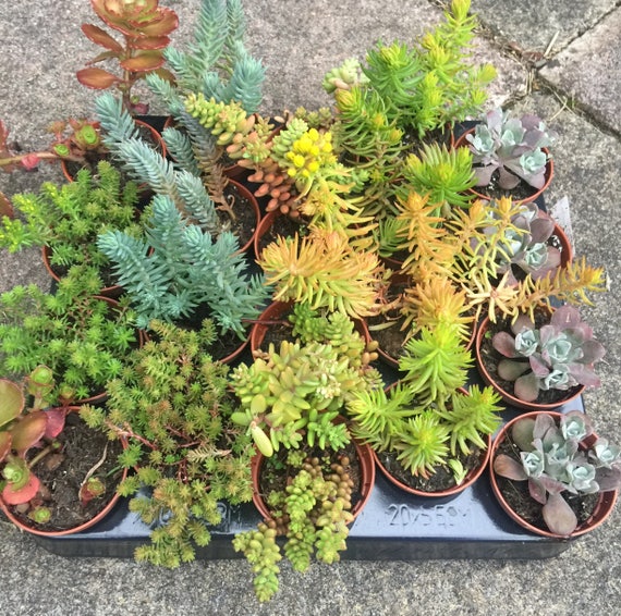 Set of 5 Mixed Sedum Alpine Plants in 5.5cm Pots. Fairy