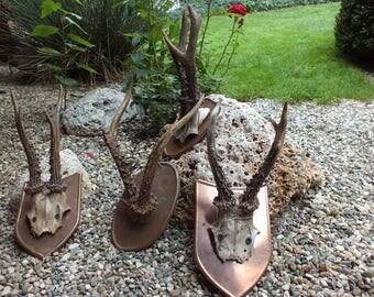 Collection roedeer antlers * taxidermy * trophy * skull * bone * roebuck * deer * copper