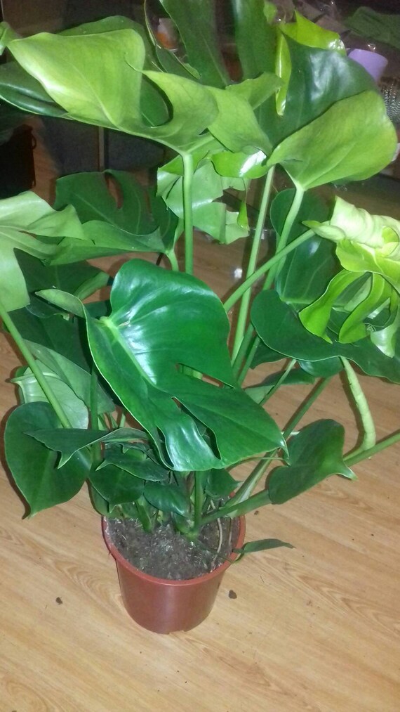Items similar to Swiss Cheese Plant Monstera deliciosa large potted House plants on Etsy