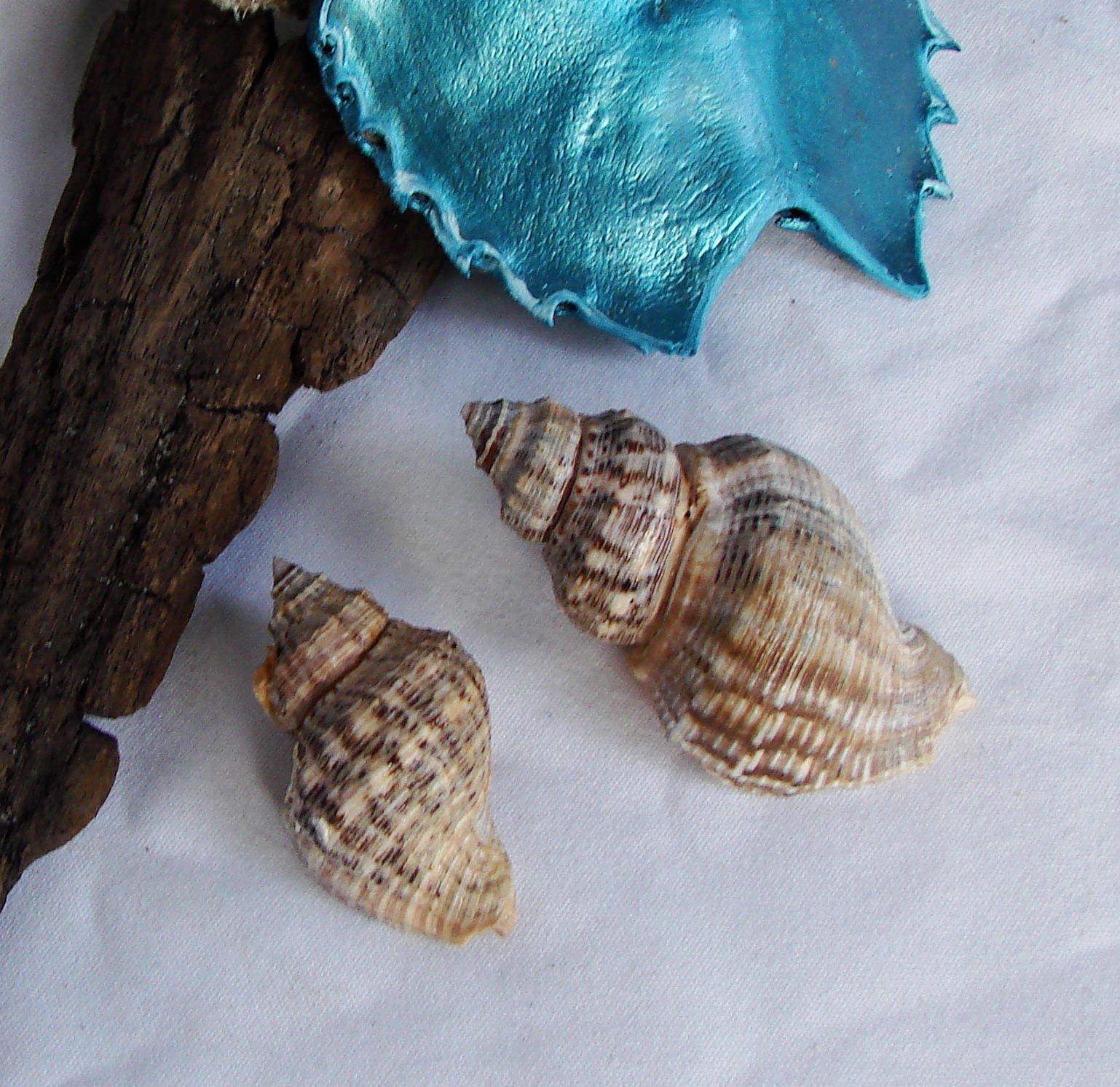 2 Florida Rock Bay Snail Seashell. Cantharus Melanostomus.