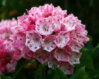 KALMIA LATIFOLIA 'Olympic Fire' - Mountain Laurel - Starter Plant