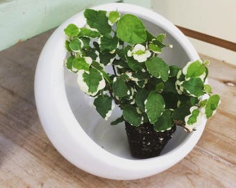 Ficus pumila variegated Creeping Fig Plug