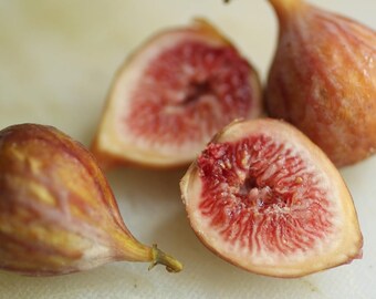 TreesAgain Lot of 3 Brown Turkey Fig Tree cuttings - Ficus carica 'Brown Turkey' - 7 to 9+ inches