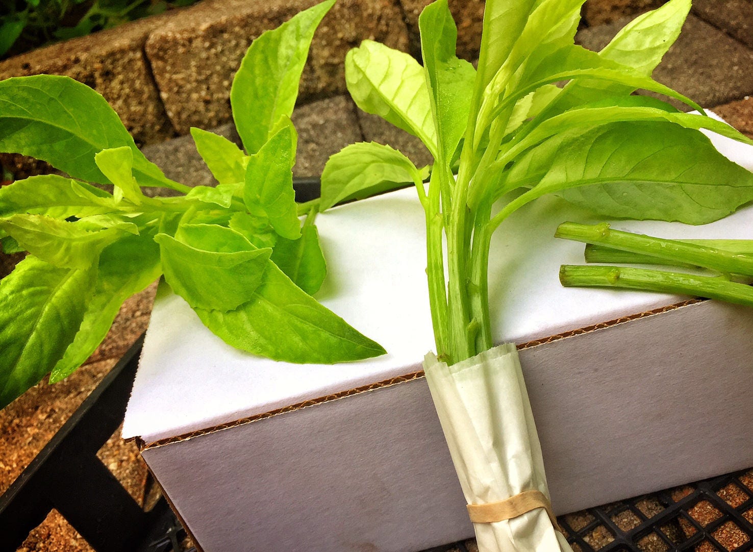 Longevity Spinach Gynura Procumbens 5 Fresh Live Cuttings For