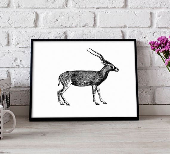 Antelope Animal poster Antelope Animal wall art Antelope