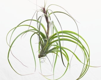 LARGE Air Plant Balbisiana Velutina, Hanging Air Plant, Wholesale Tillandsia, Succulent Weddings, Hanging Plant, Houseplant, Live Plants