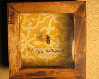 Honey bee Shadow Box, Apis mellifera