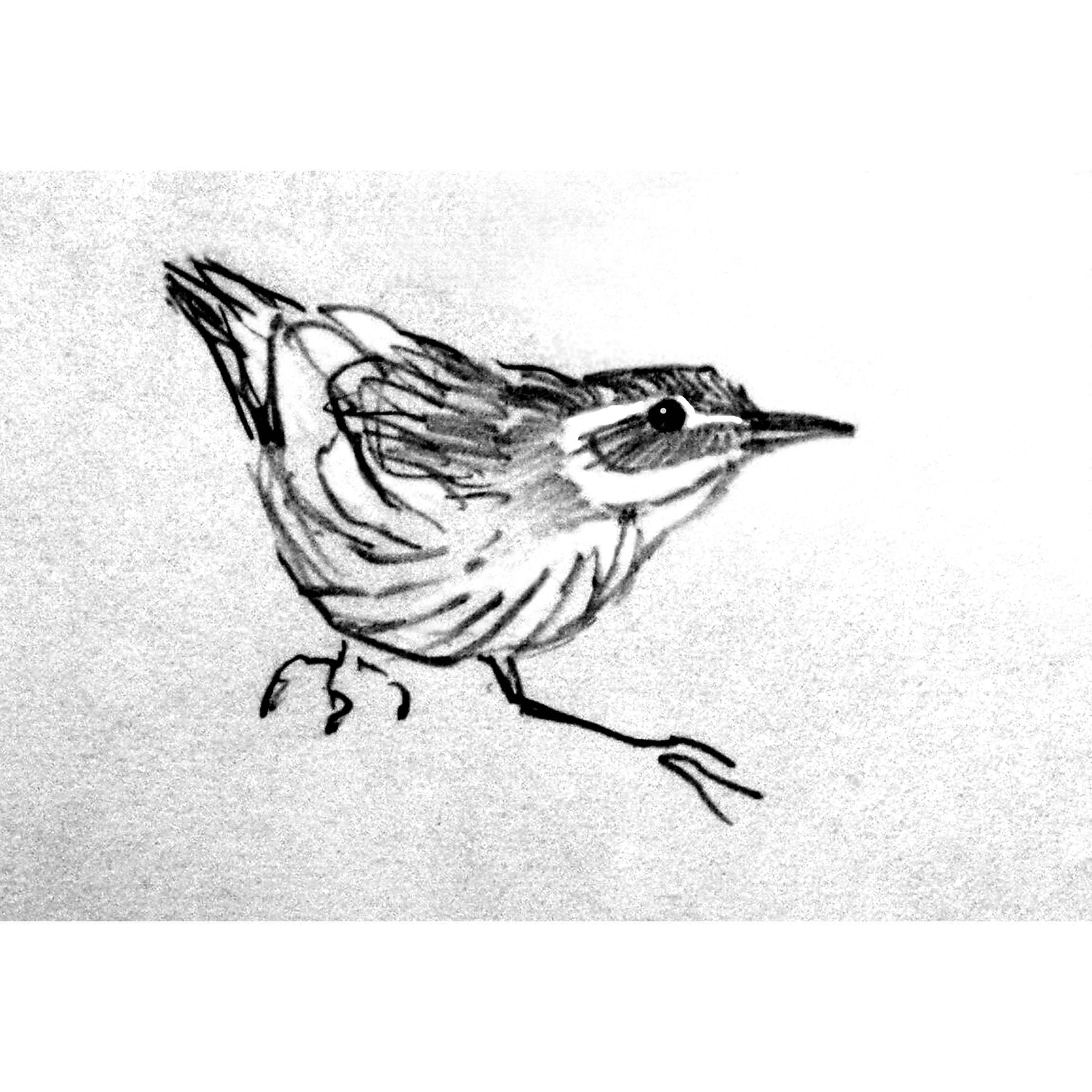 Little Bird Pencil Sketch DIGITAL DOWNLOAD Print Bird Art 