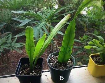 CROWN JEWEL Epiphyllum Cactus Starters