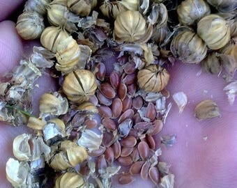 BIG SALE Alsi Seed / Linseed / Flax Plan Seed ,A Flower, A Vegetable, A Herb Seeds ! -Easy to Grow,Organic Fresh seeds